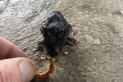 Submitted by Marrapode